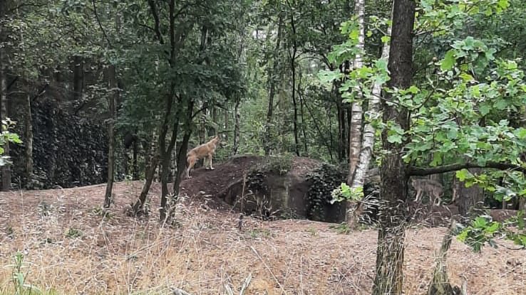 Na eerdere ontsnapping vertrekken nu de wolven uit DierenPark Amersfoort