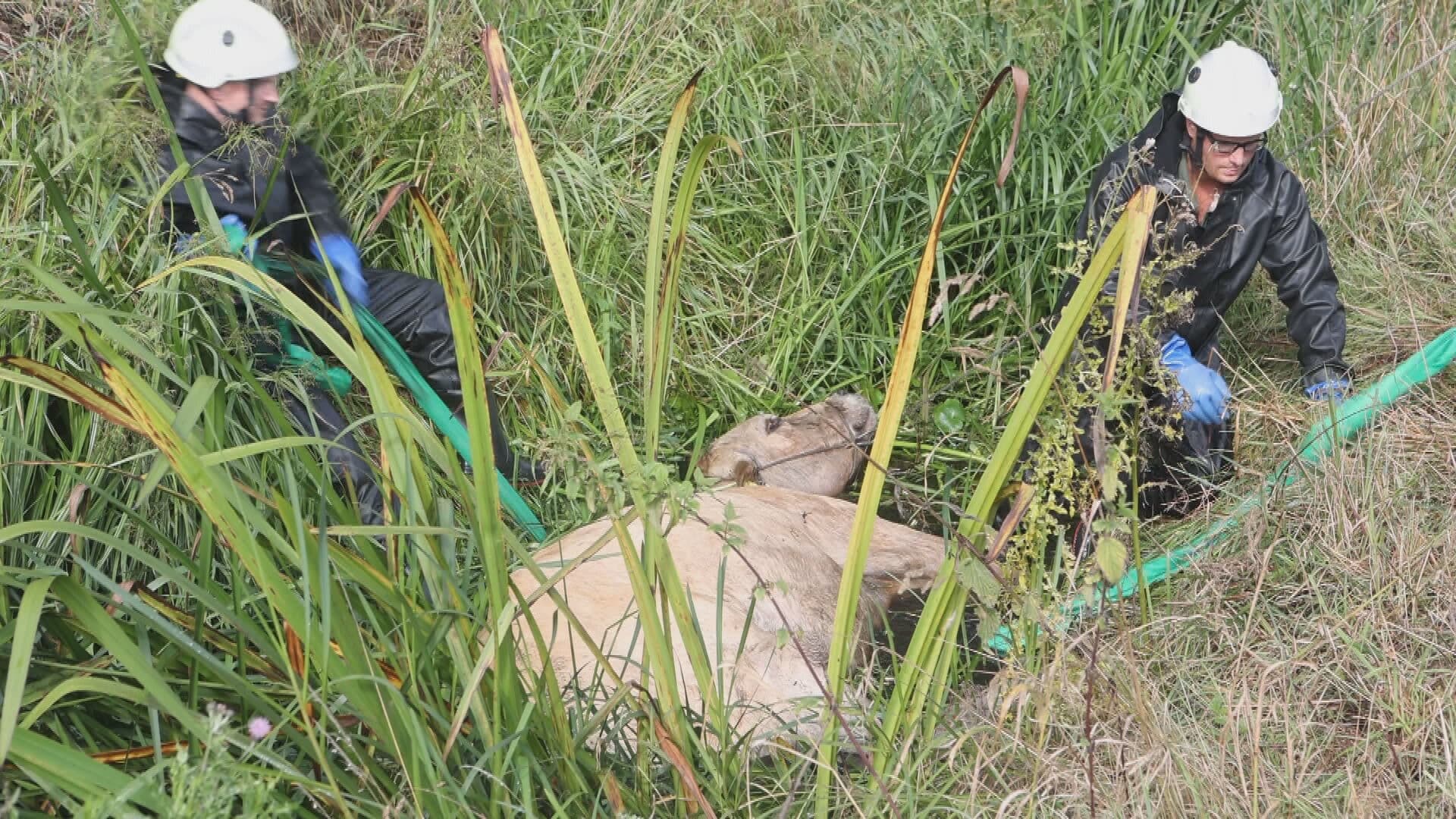 Koe valt in sloot, brandweer rukt uit voor reddingsactie