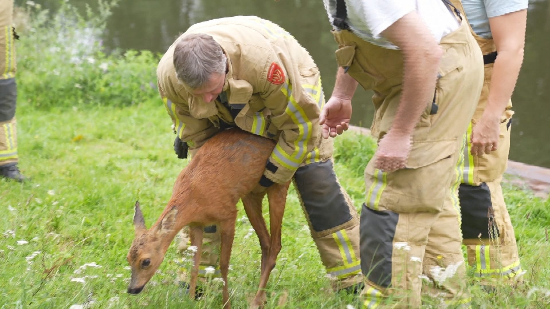 Voor derde keer ree uit het kanaal gehaald in Helmond