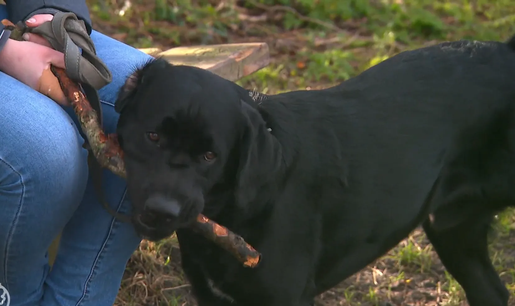 Hondentrainer Jacqueline pleit voor betaalbare hulphonden: 'Dit kan én moet goedkoper'