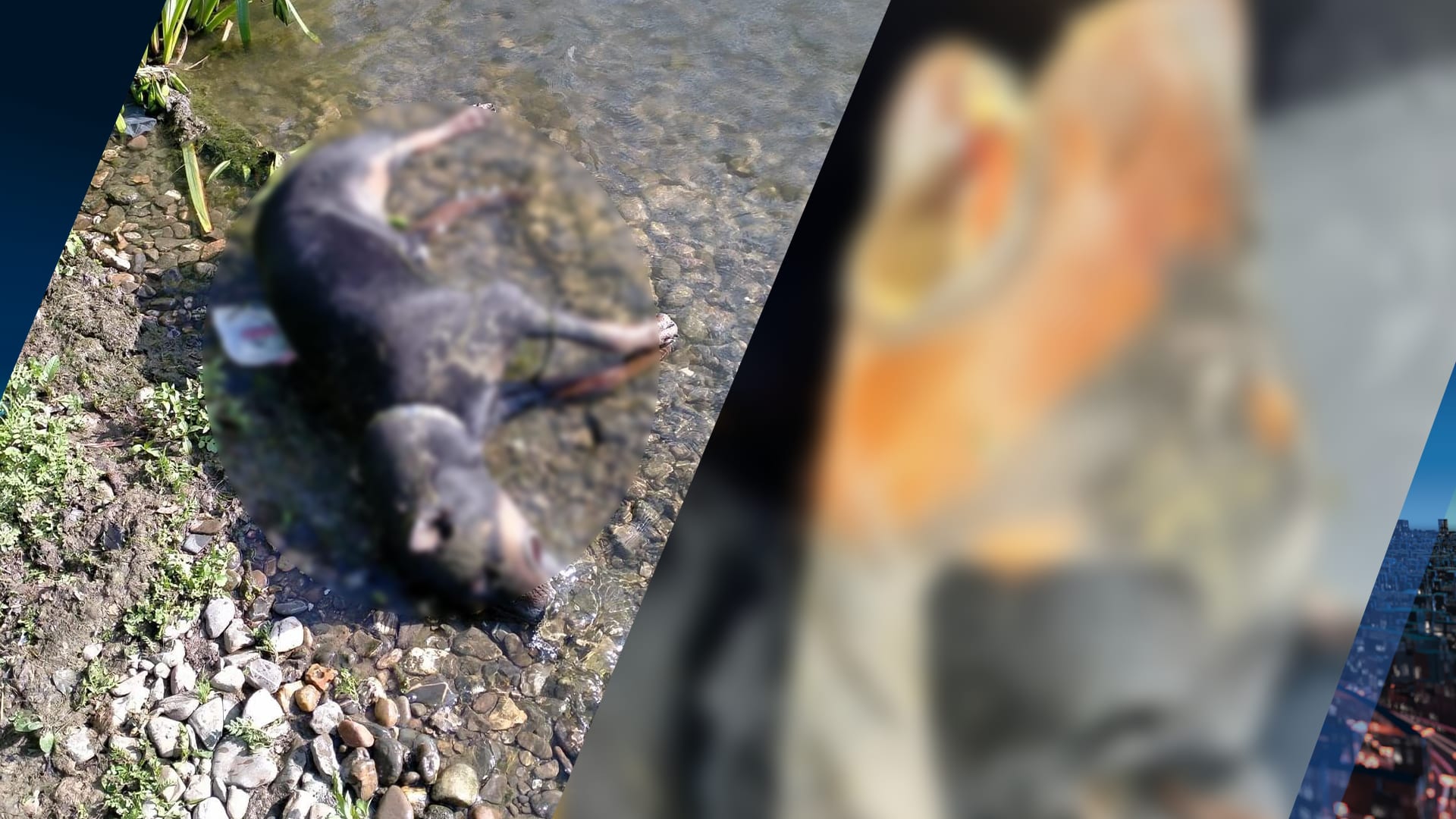 Dode dobermann gedumpt in Maastricht, injectienaald in voorpootje