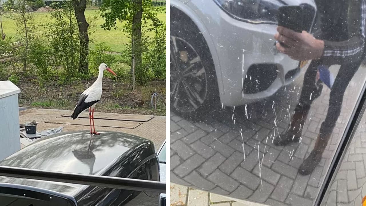 Ooievaar Ollie terroriseert de buurt: 'Afschieten is geen optie'