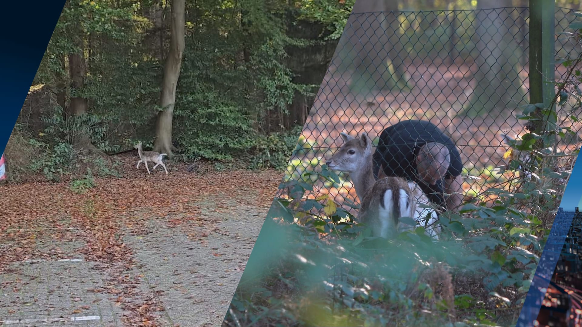 Drie hertjes ontsnapt uit hertenkamp in Hoogeveen