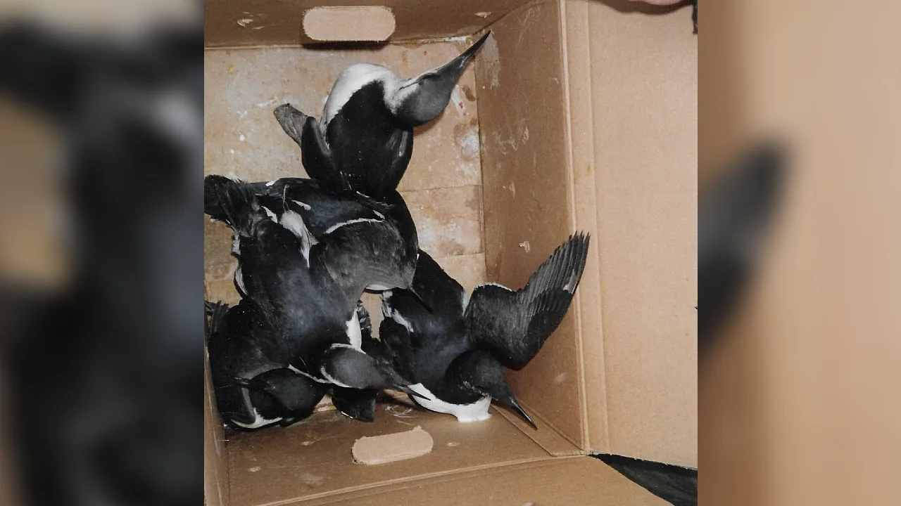 Tientallen dode zeekoeten aangetroffen op strand van Schiermonnikoog