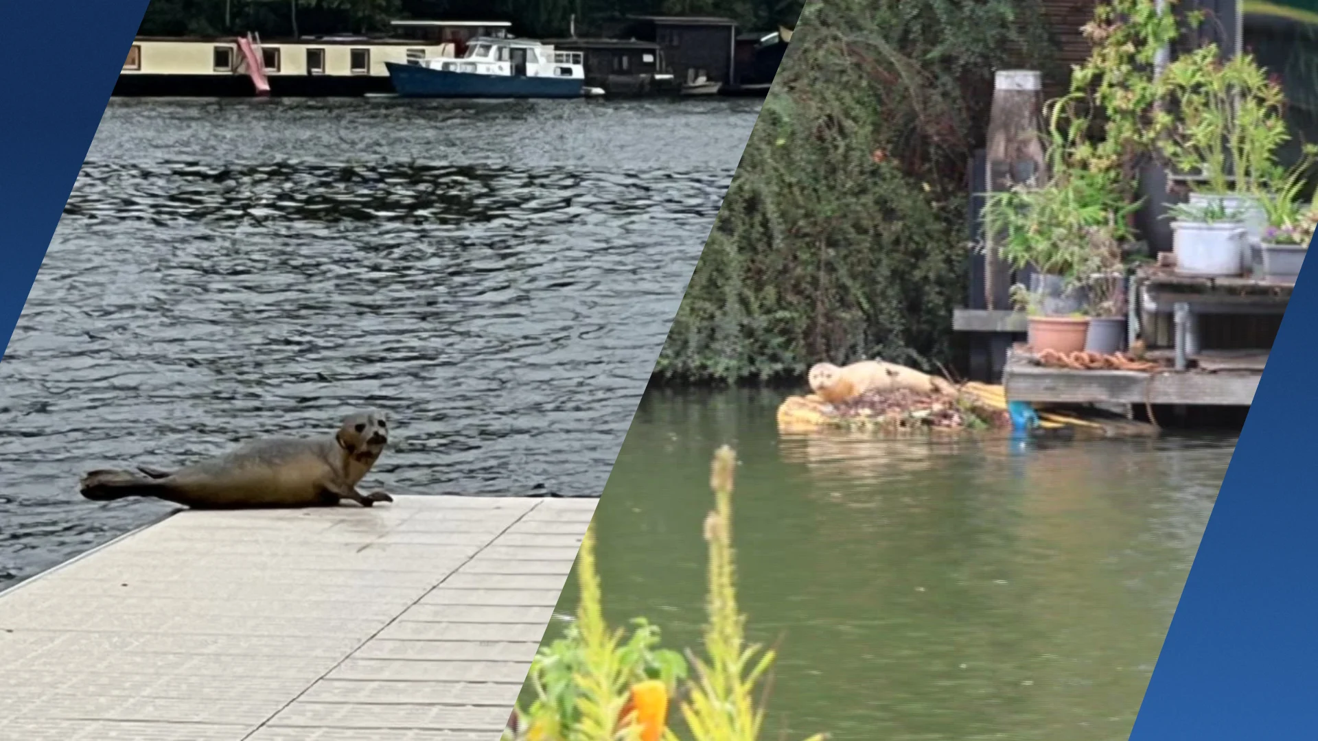 Onderzoekers zeker: Utrechtse zeehond is nu in Amsterdam te zien