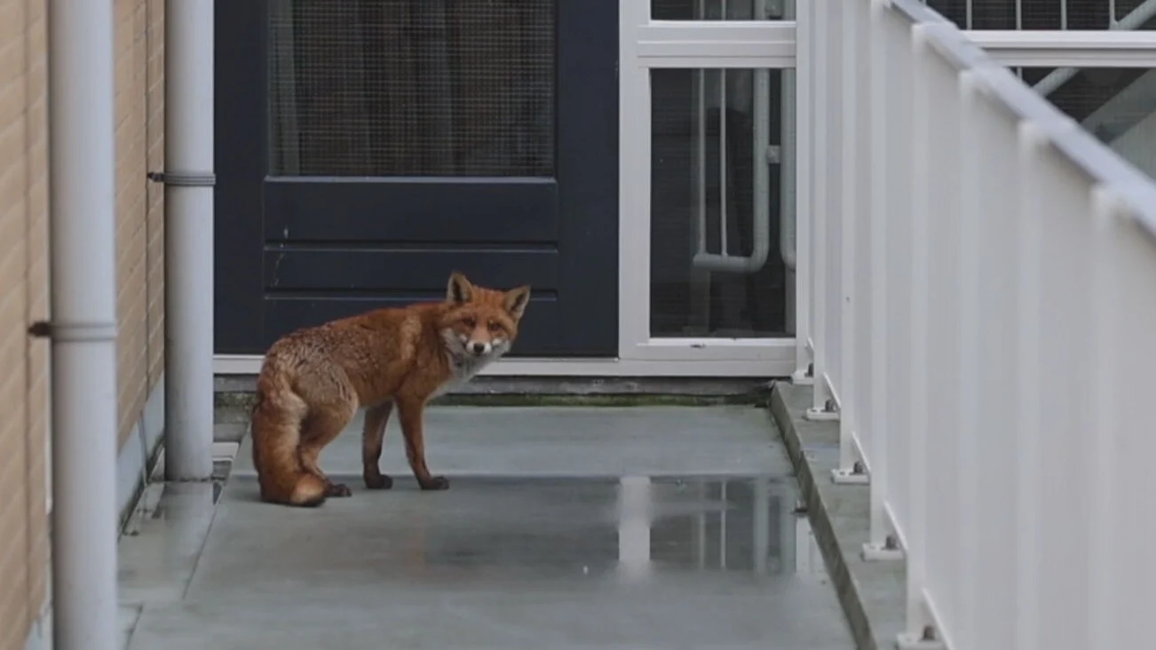 Vos zwerft door flatgebouw in Den Haag, bewoners durven deur niet uit