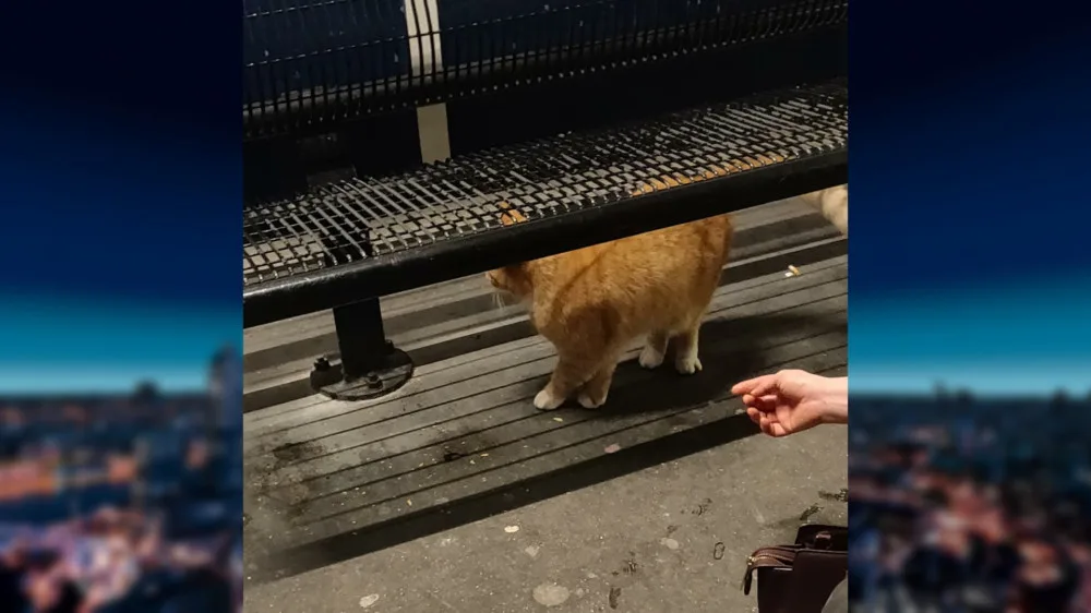 Jongere trapt rode kat meters naar beneden op station Schagen, politie zoekt getuigen