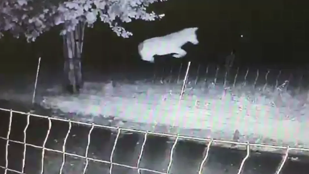 Bijzondere beelden: wolf springt moeiteloos over wolfwerend raster