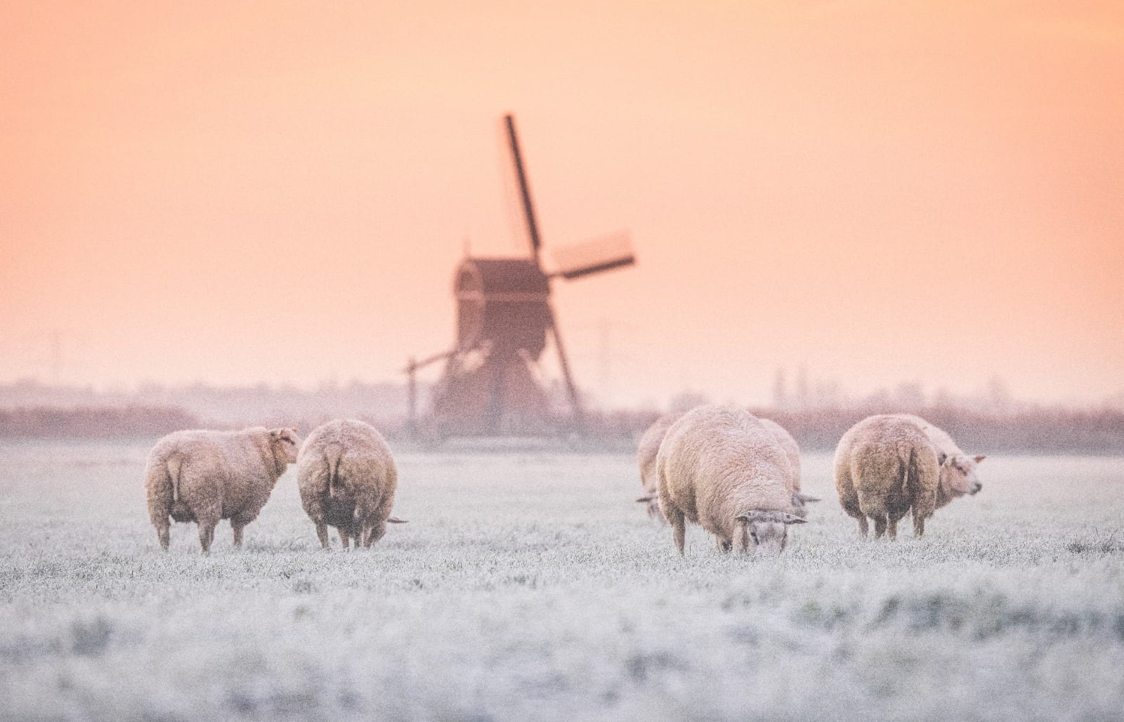 Gevoelstemperatuur: waarom lijkt het veel kouder dan dat het eigenlijk is? 