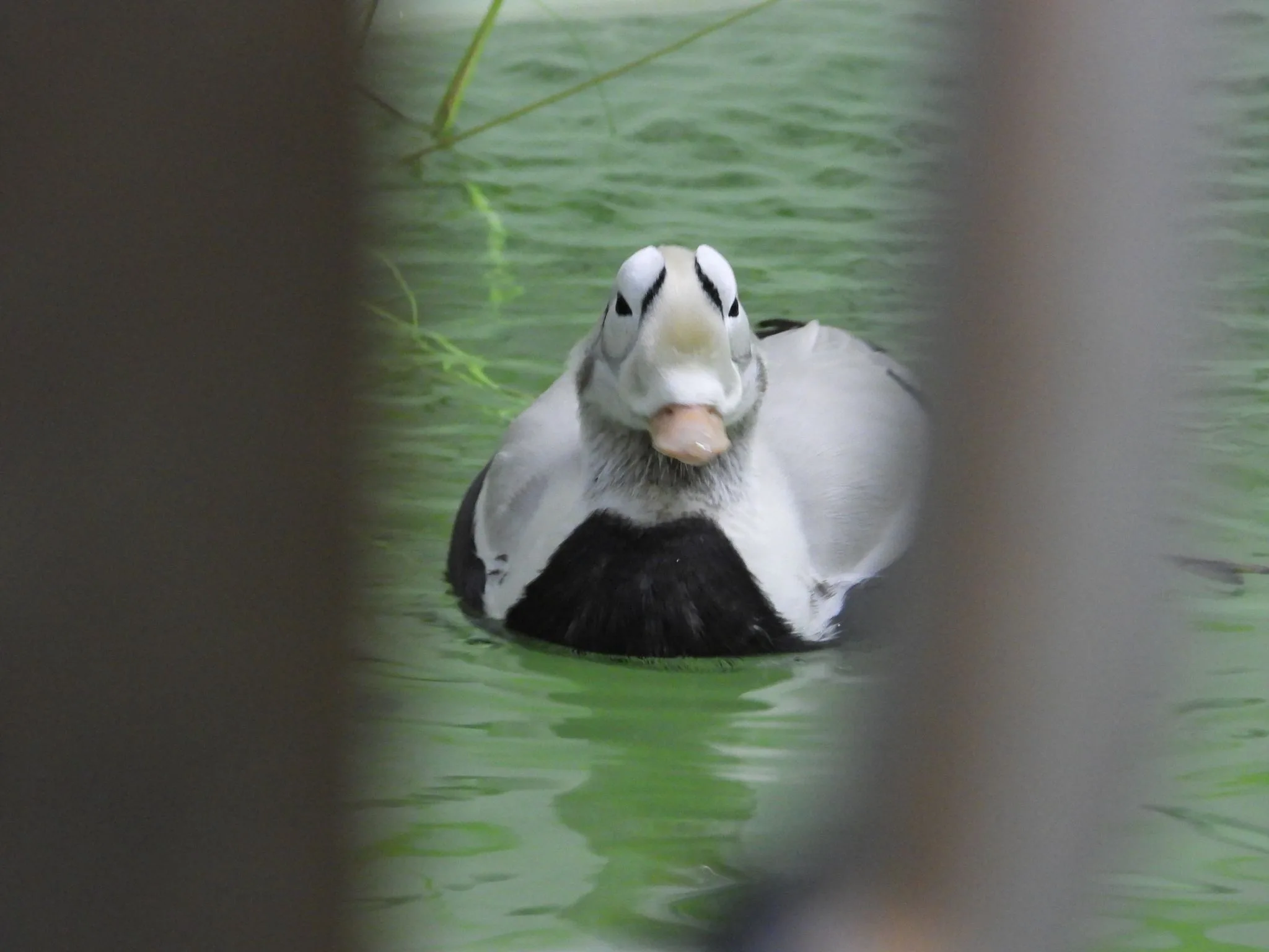 Opluchting bij opvang: zeldzame brileider herstelt voorzichtig