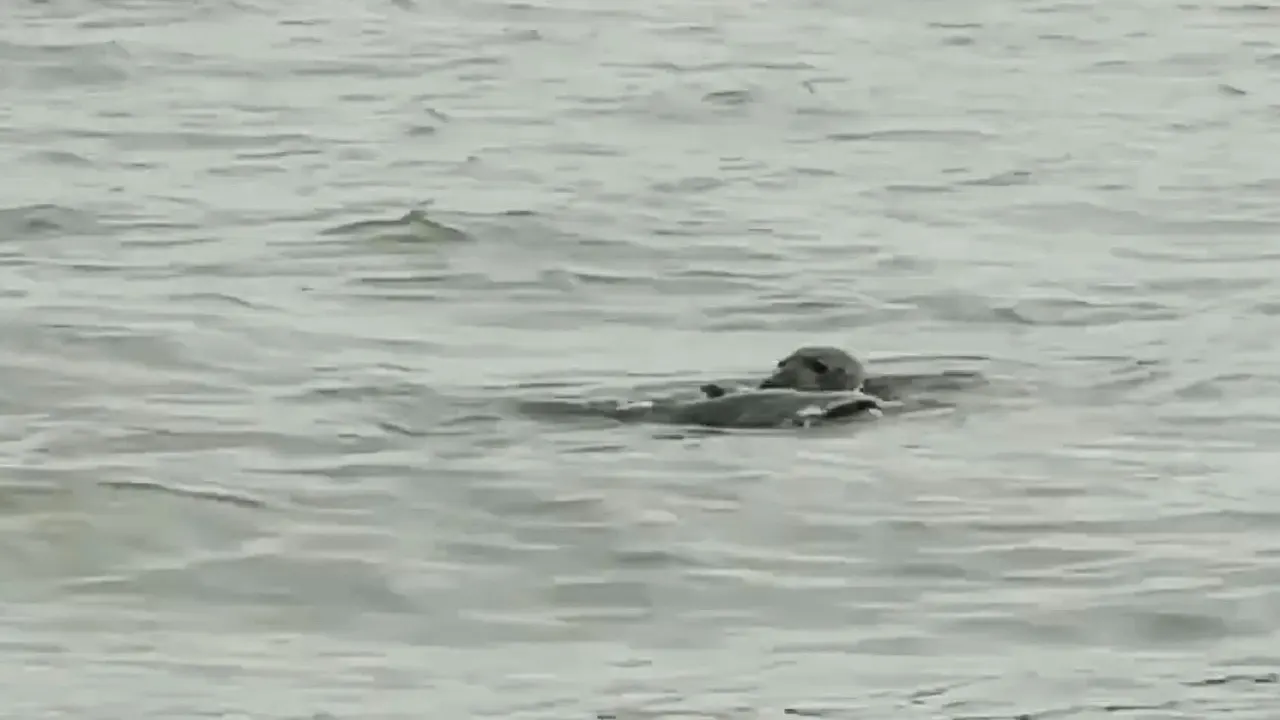 VIDEO: Zeehond verslindt enorme meerval in Nieuwe Maas in Rotterdam