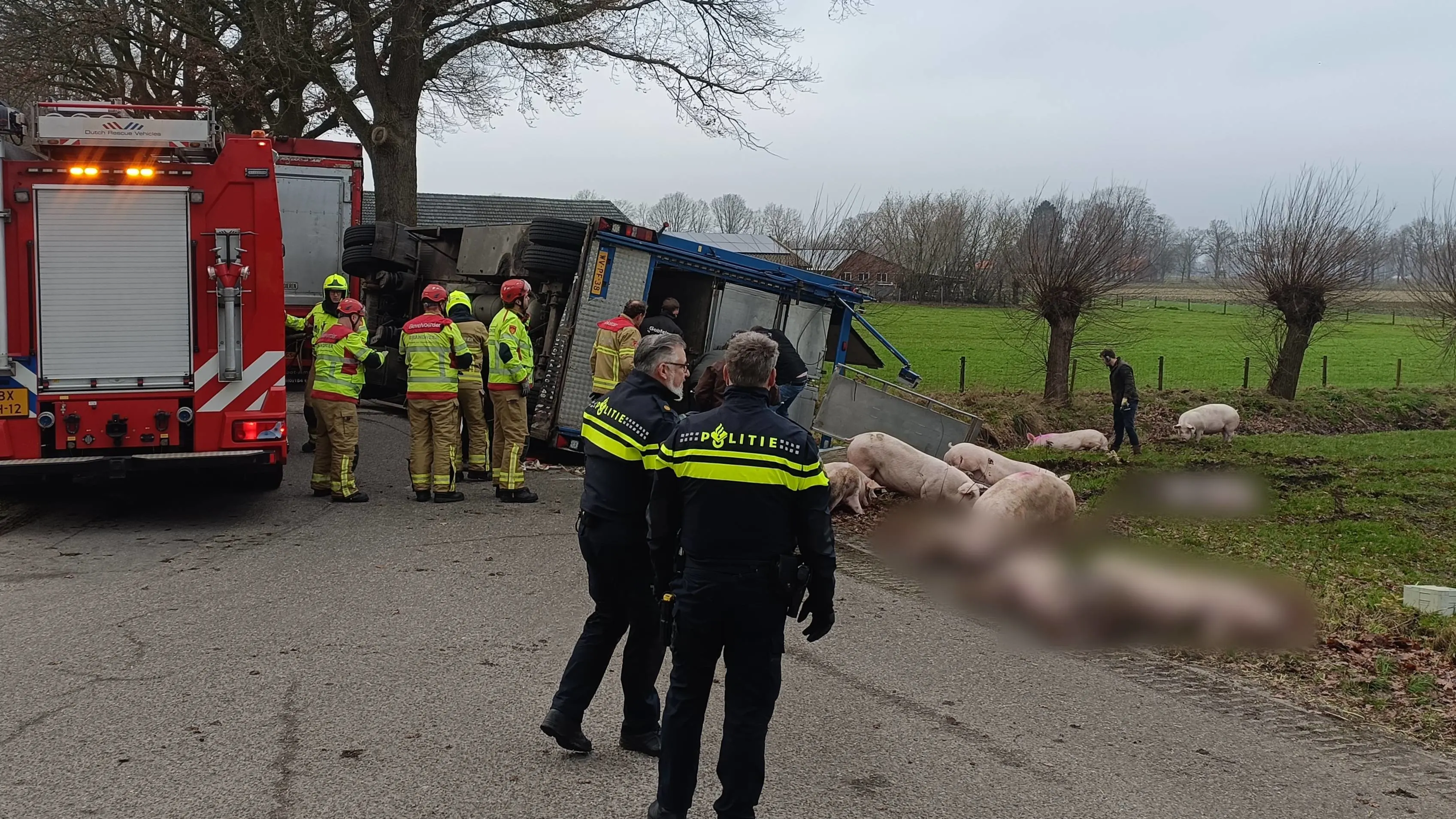 Vrachtwagen vol varkens crasht in Halle: meerdere dieren dood