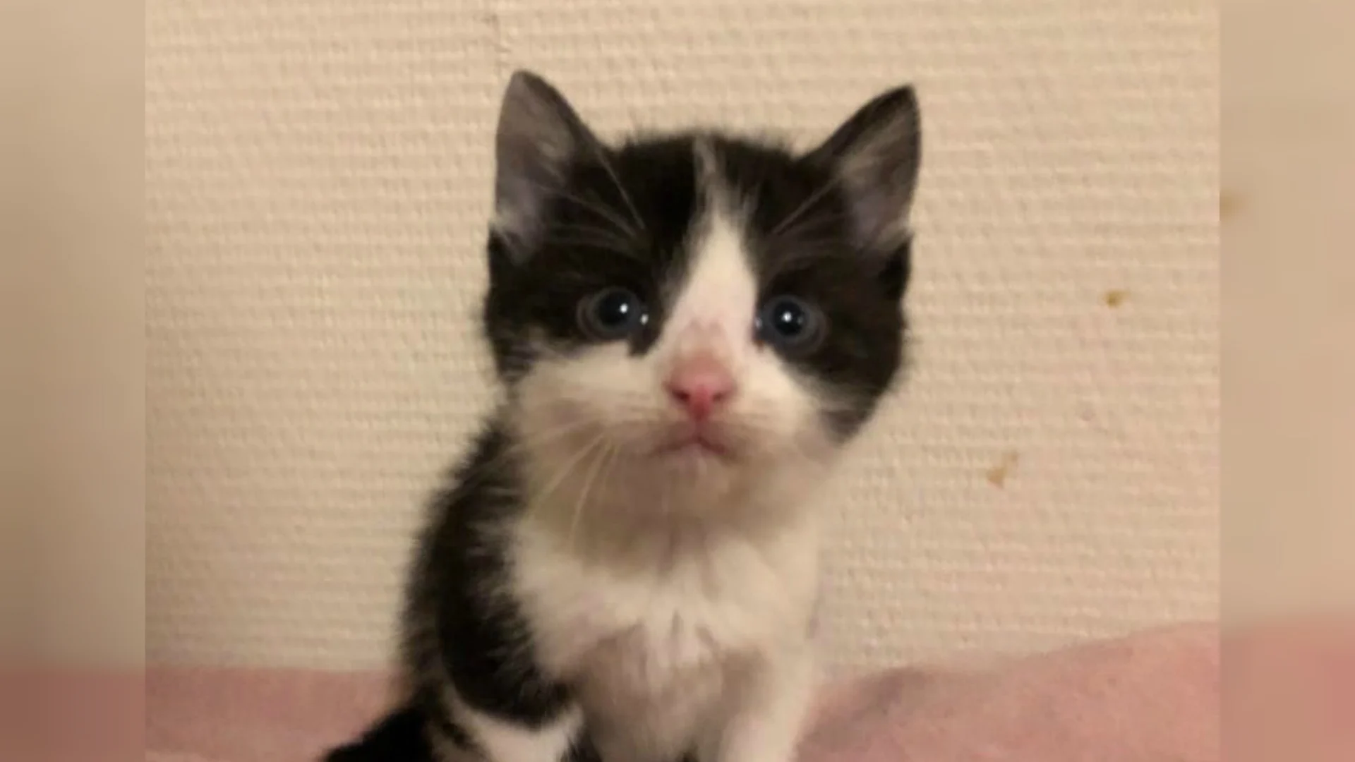 Kitten Appie van vijf weken gedumpt in dichtgeknoopte plastic tas: 'Geen woorden voor'