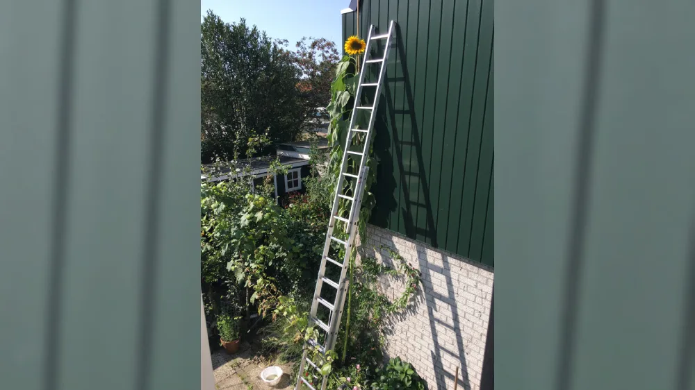 Jeroen uit Enschede gaat voor het wereldrecord langste zonnebloem