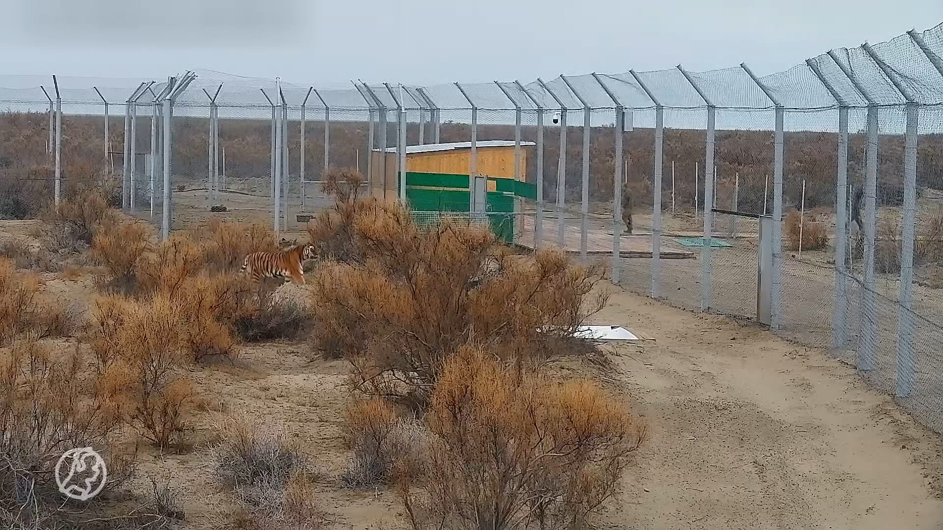 Nederlandse tijgers wennen aan nieuw verblijf in Kazachstan: 'Misschien volgend jaar al feest' 