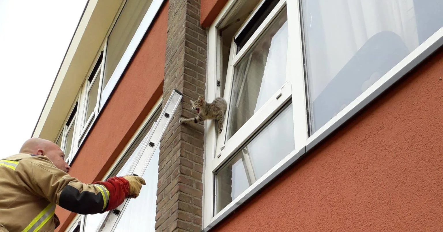 Waarschuwing voor katteneigenaren: kiepraam open laten staan levensgevaarlijk