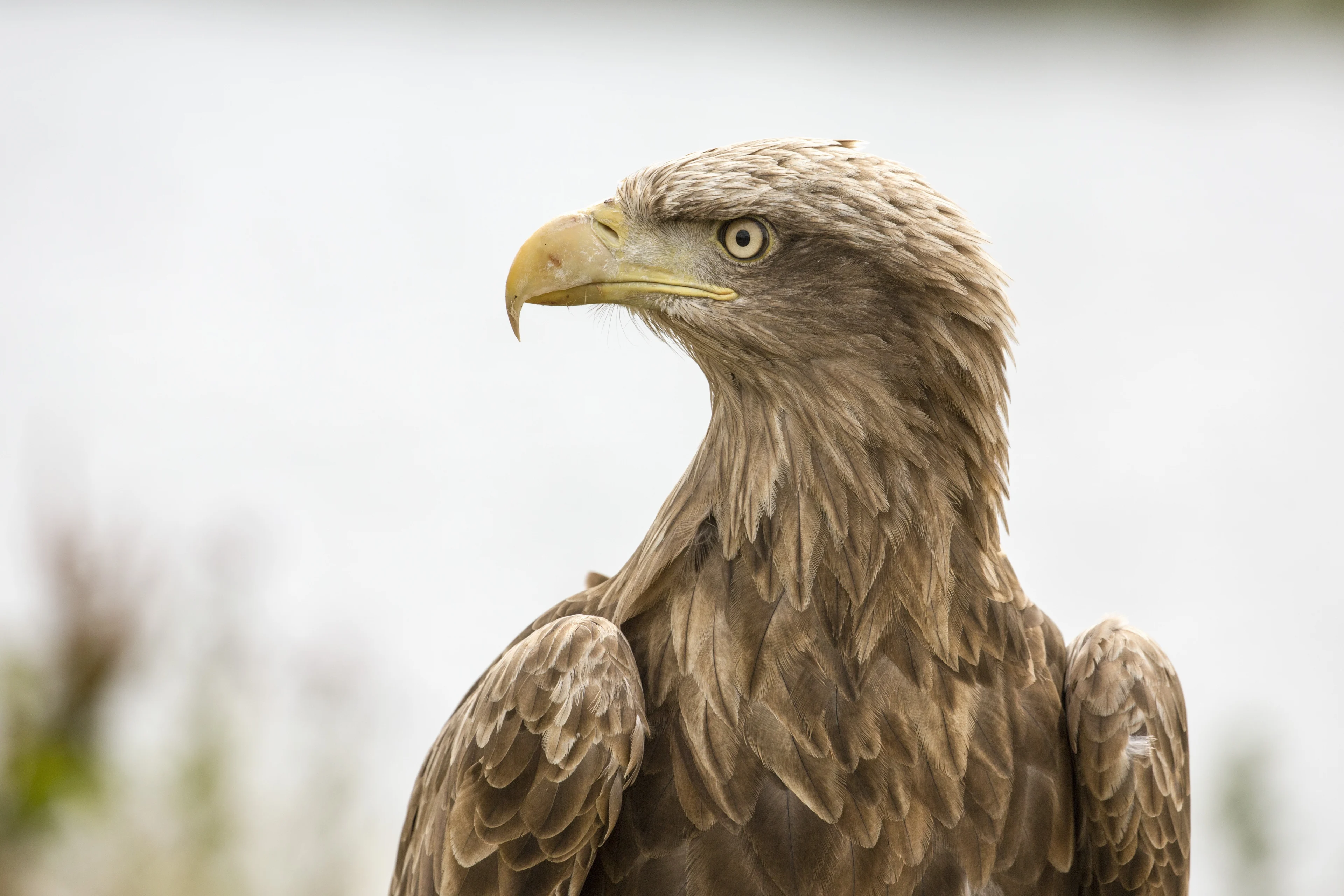 Drenthe is bl-ei: voor het eerst zeearend geboren in nest