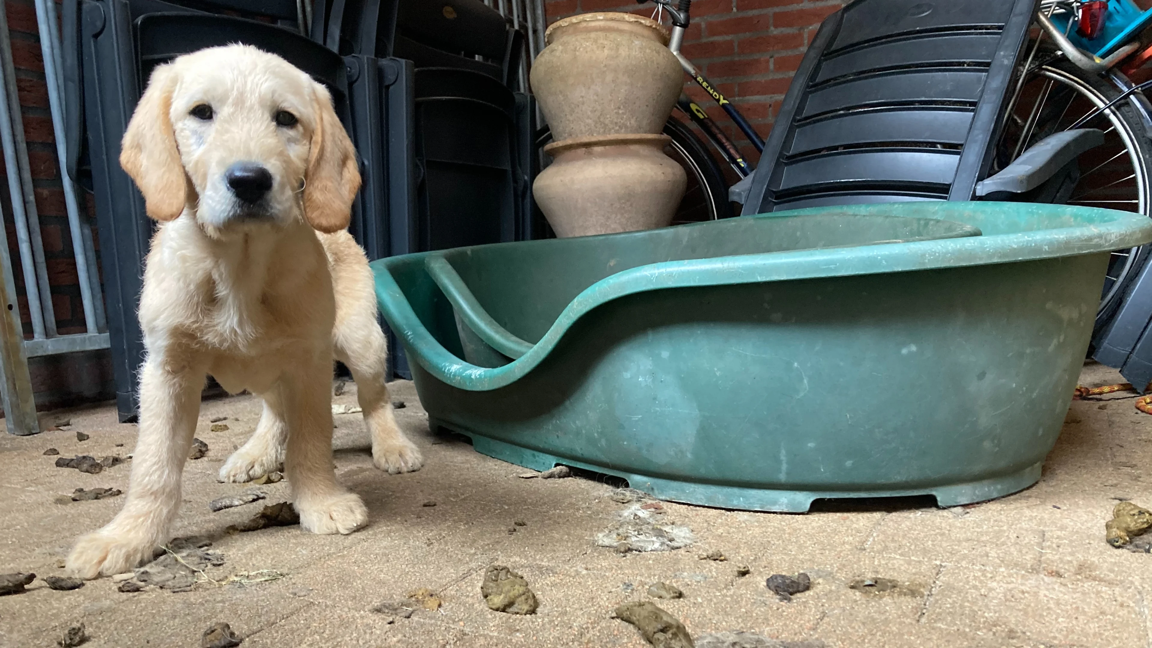 Hondenverwaarlozer weet van geen ophouden: 'Hond had opengesprongen tumor met maden'