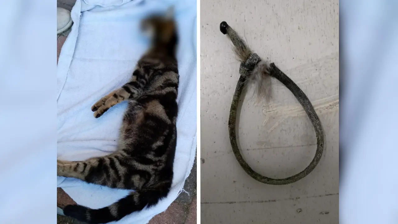 Hoogzwangere poes opgehangen aan strop in Lelystad: 'Ze heeft uren geleden'