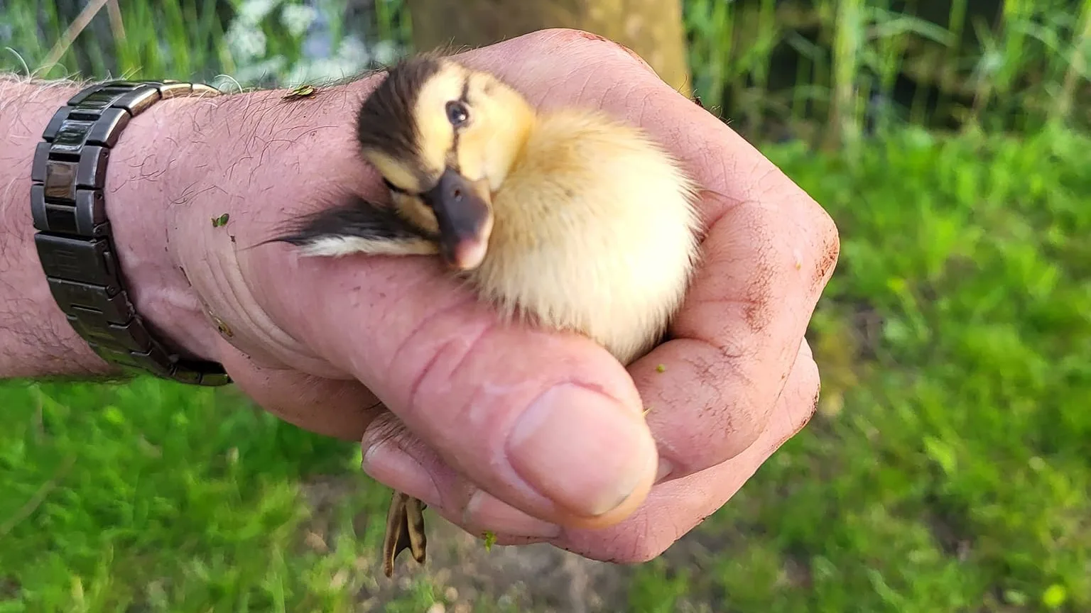 Dierenambulance Altena haalt alles uit de kast om één eendje te redden