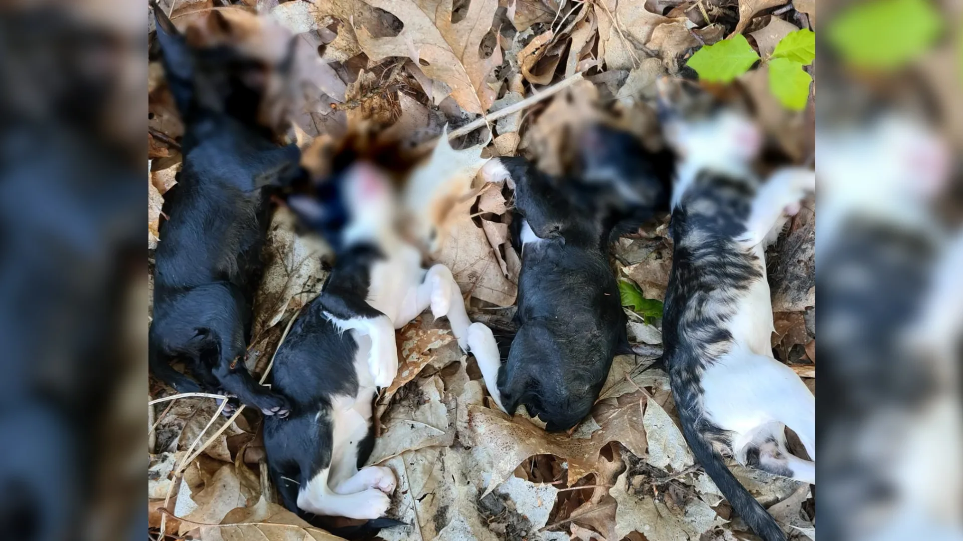 Fietsende vrouw gooit tas met kittens in de sloot