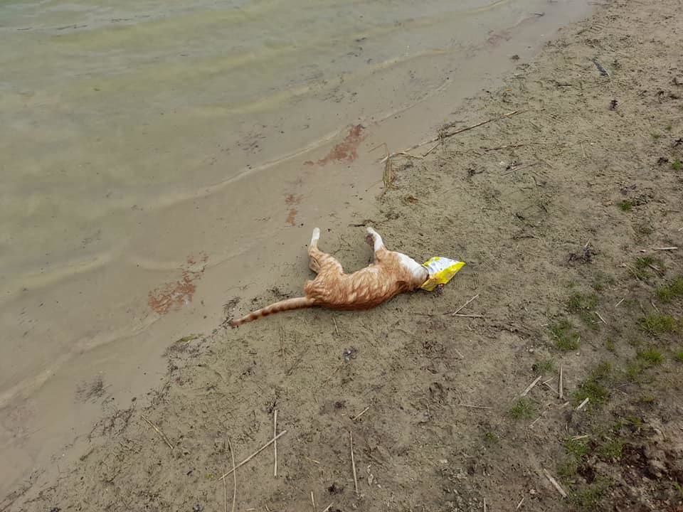 Kat stikt in lege chipszak bij recreatieplas, omwonenden zijn klaar met de rommel