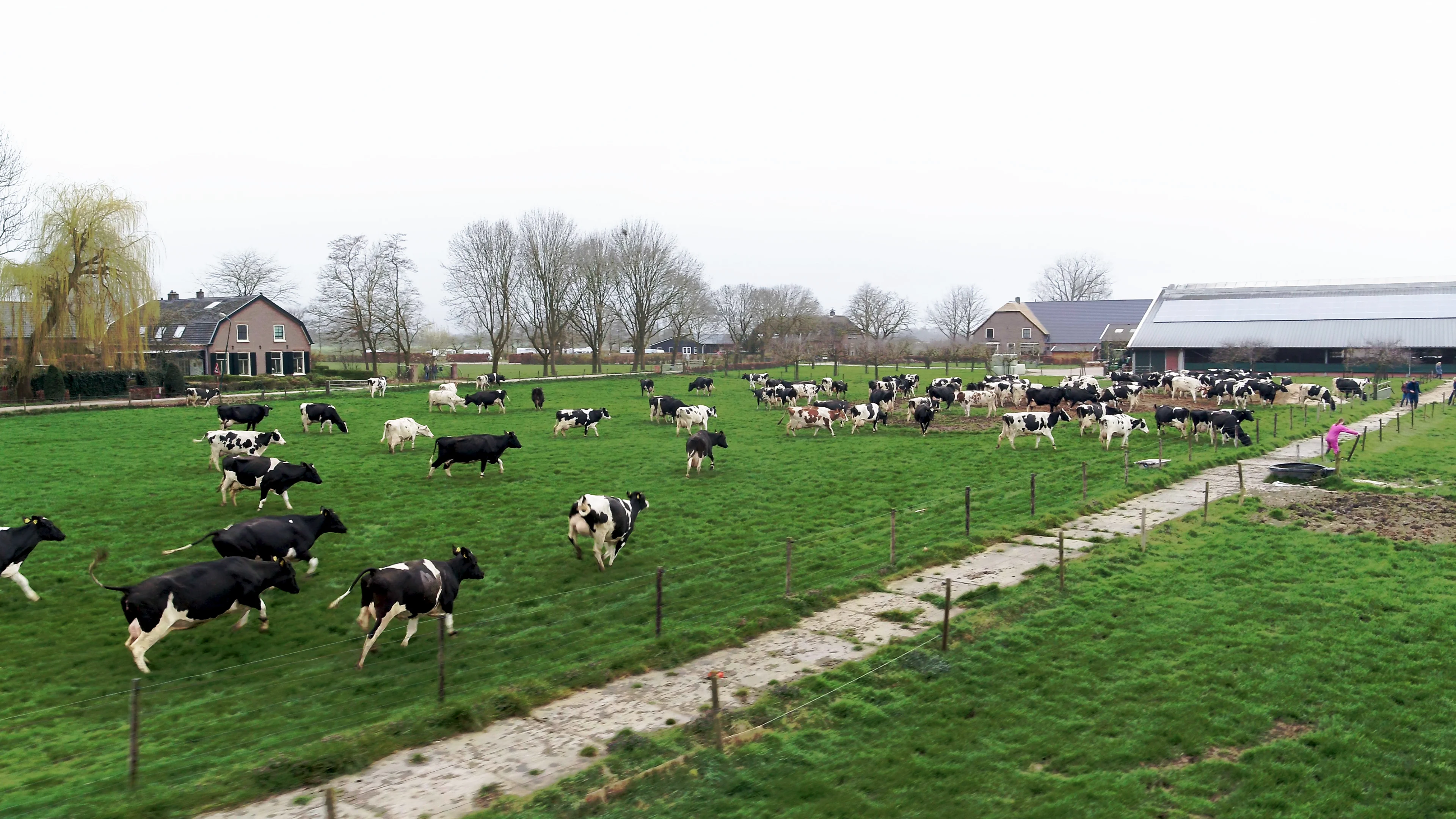 Huppelende koeien luiden de eerste lentedag vrolijk in