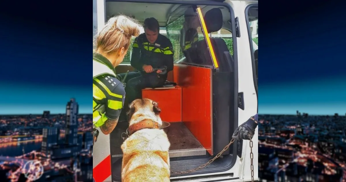 Hond twee weken vastgebonden achtergelaten in Utrechtse tuin: 'Baasjes waren op vakantie'