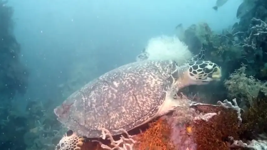 Grote eer voor duiker Kees: Thaise schildpad krijgt naam 'Turtle Diverkees'