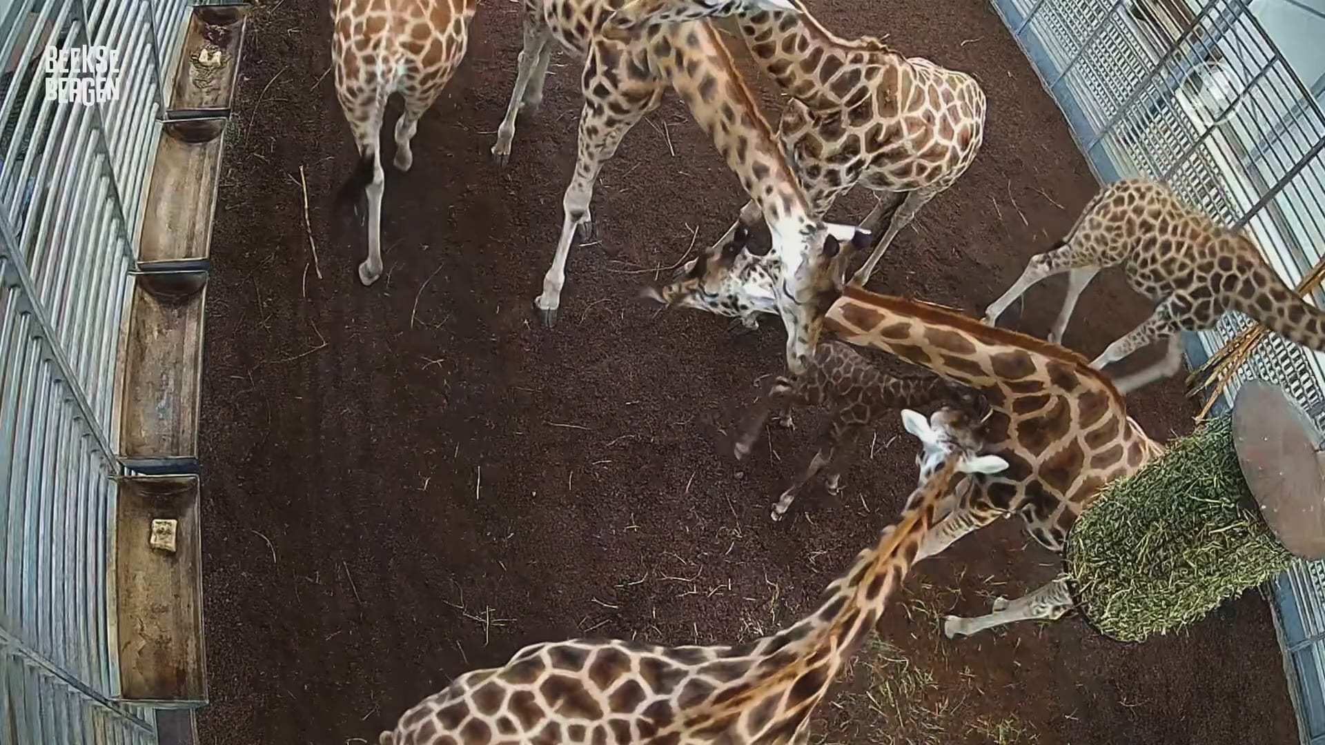 Beekse Bergen viert de geboorte van maar liefst drie Nubische giraffen