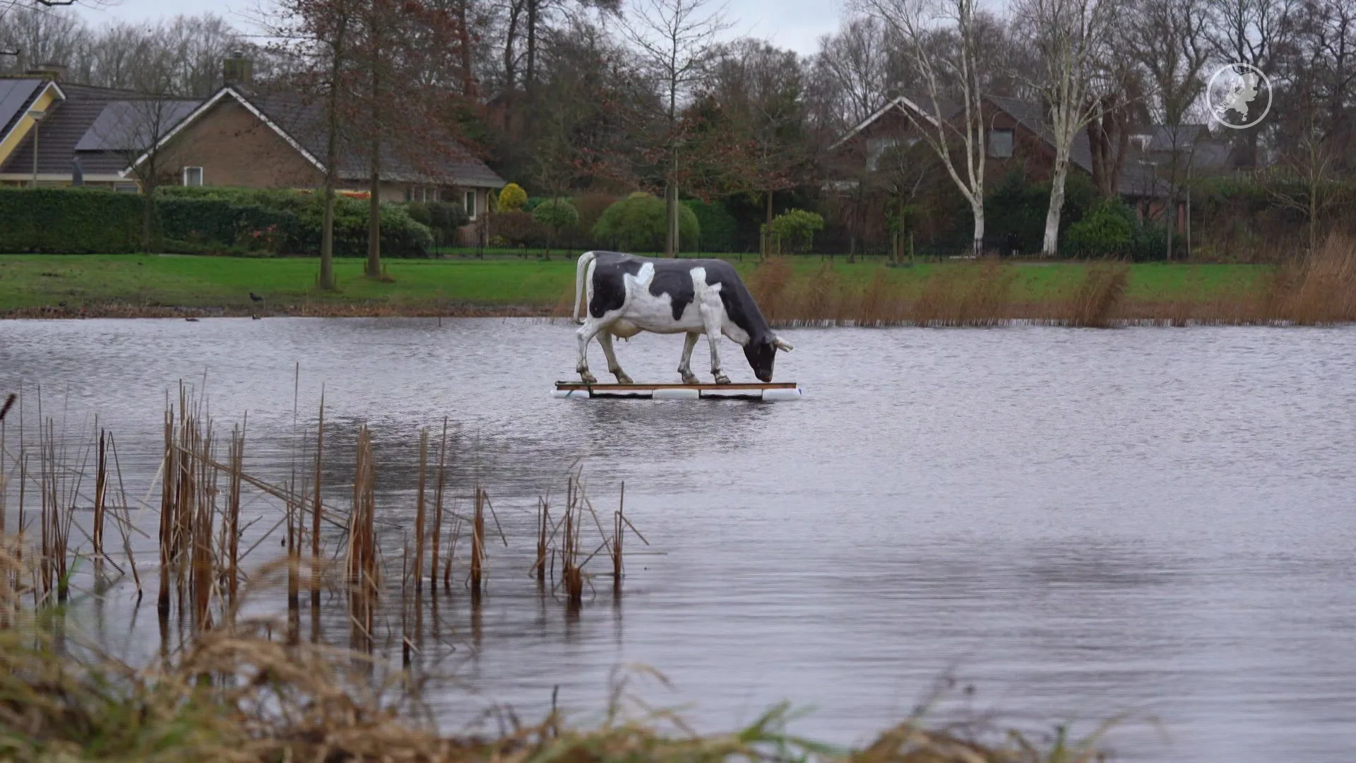 Opmerkelijke stunt: mysterieuze 'koe' drijft in vijver Eelde