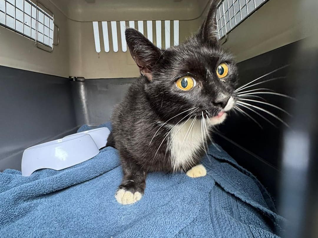 Vermiste kat Bella uit Utrecht duikt na weken op in vrachtschip