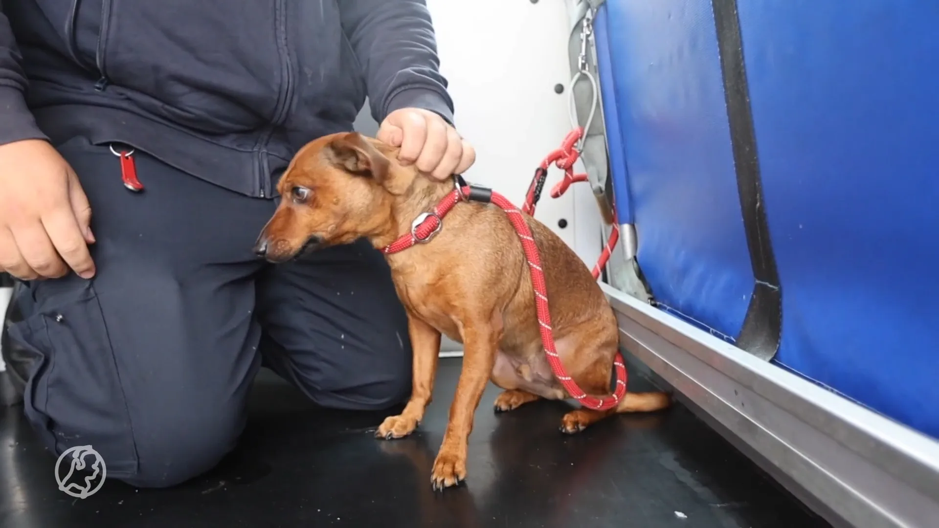 Man verlaat zonder te betalen hotel en laat hond achter