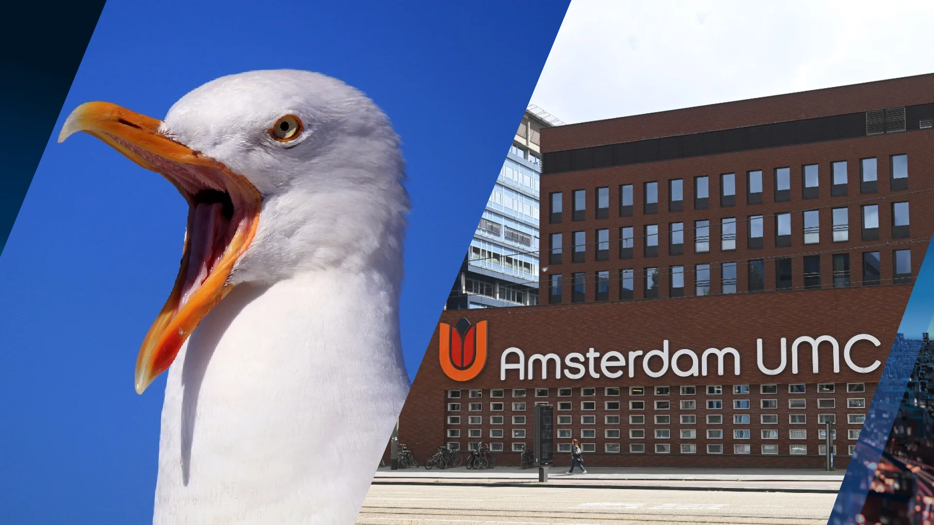 'Agressieve meeuwen teisteren medewerkers Amsterdams ziekenhuis'