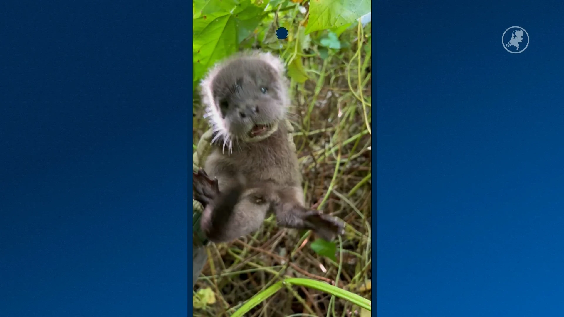 Piepjonge weesottertjes gered in Steenwijk