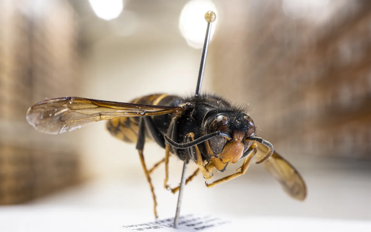 Invasie van Aziatische hoornaar in ons land: 'We moeten ons grote zorgen maken'