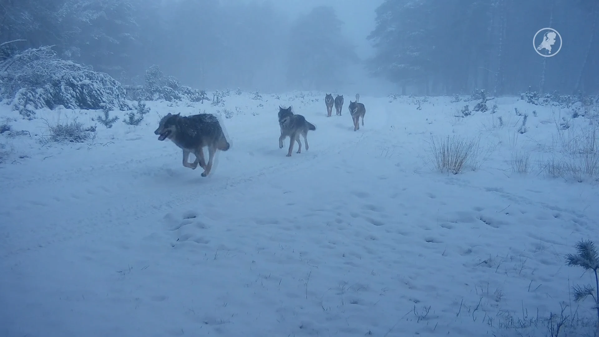 Uniek: complete wolvenroedel in sneeuw vastgelegd op wildcamera