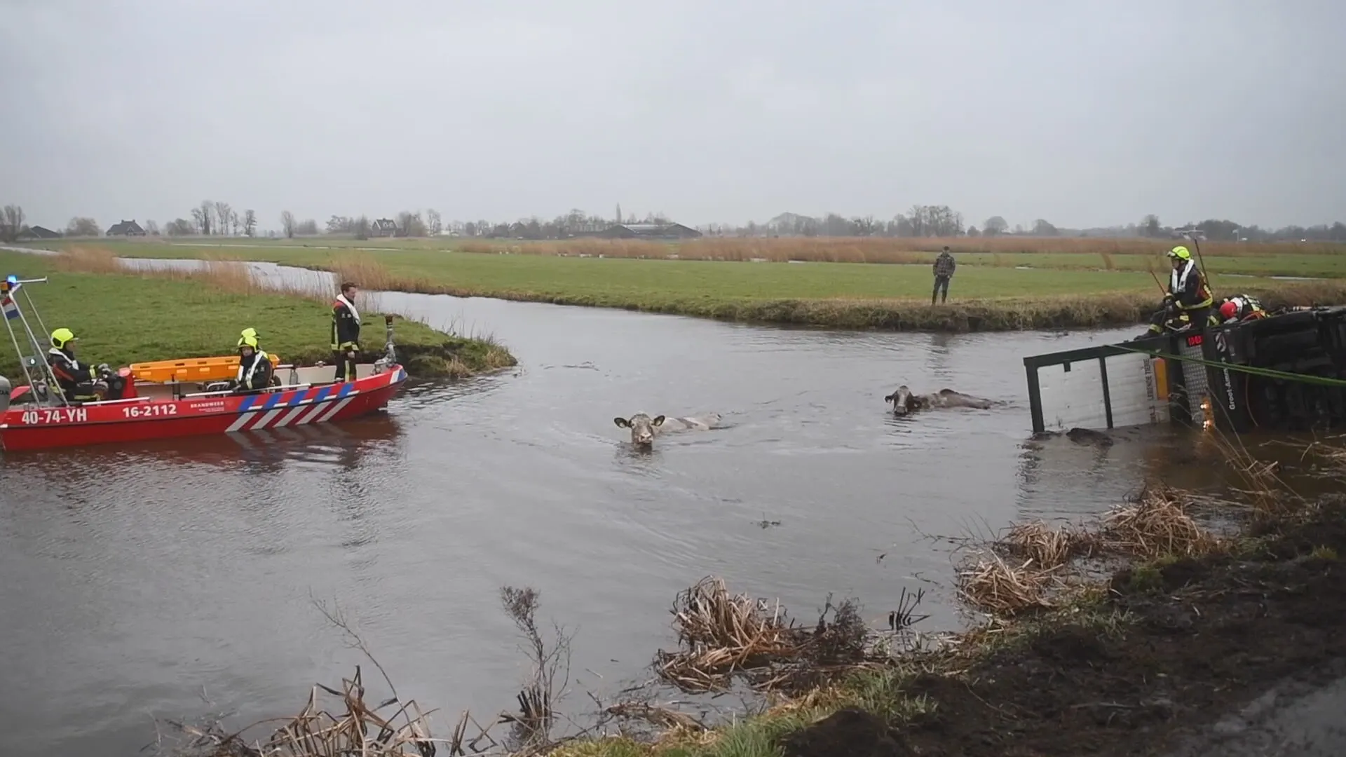 Brandweer haalt dertien koeien uit de sloot in Zevenhoven