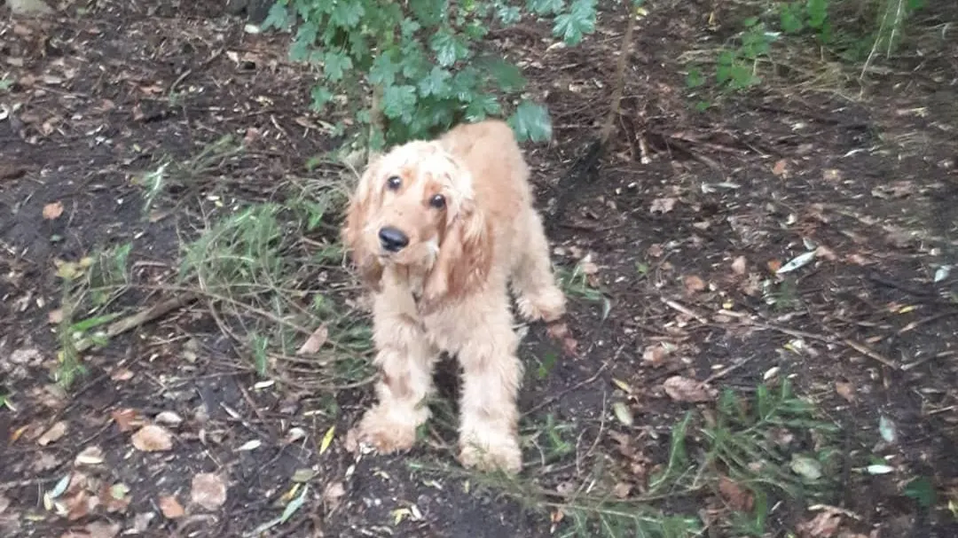 Hondje vastgebonden en achtergelaten in Spaarnwoude, politie houdt verdachte aan