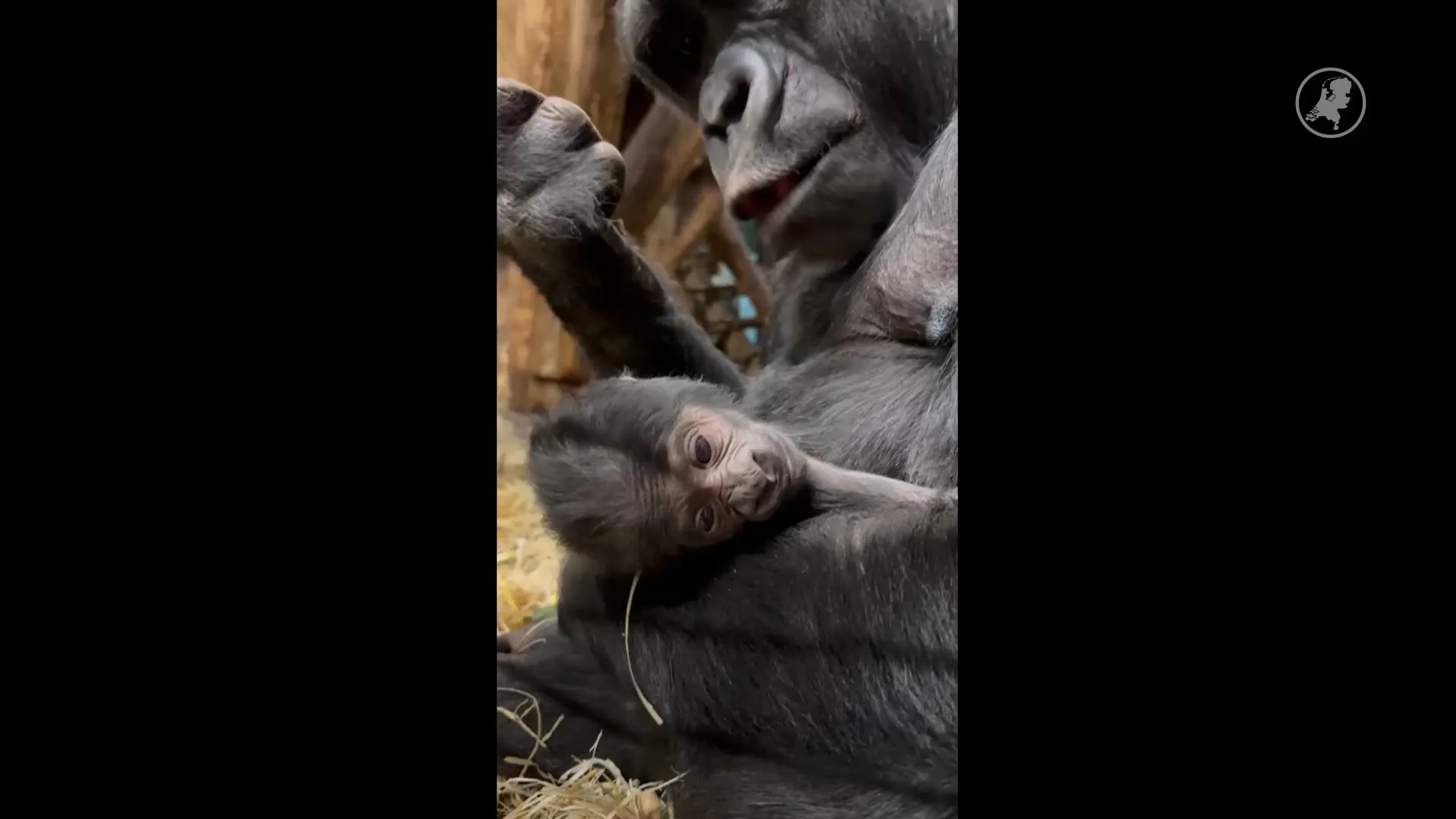 Bijzonder babynieuws: gorilla geboren in GaiaZOO Kerkrade