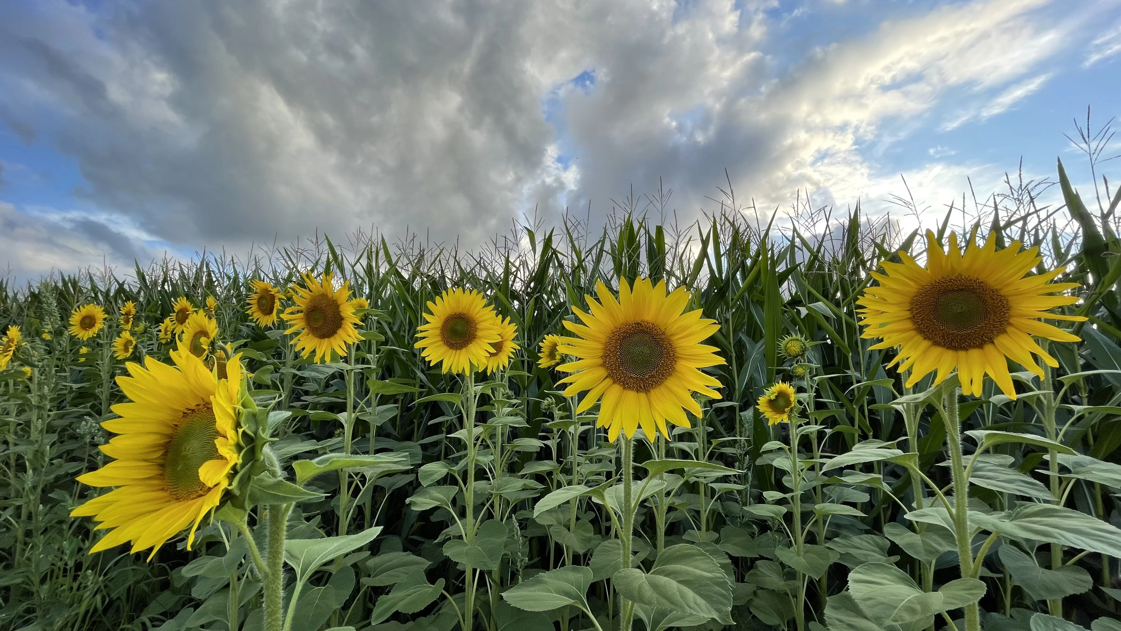 Het weer klaart op, maar of daarmee de zomer terugkeert?