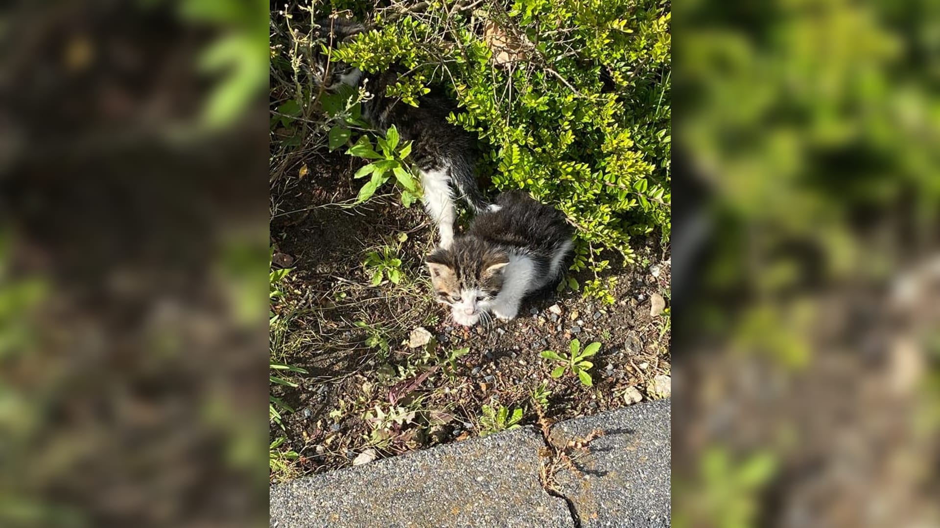 Kittens rouwen aan zijde van doodgereden moederpoes in Oss