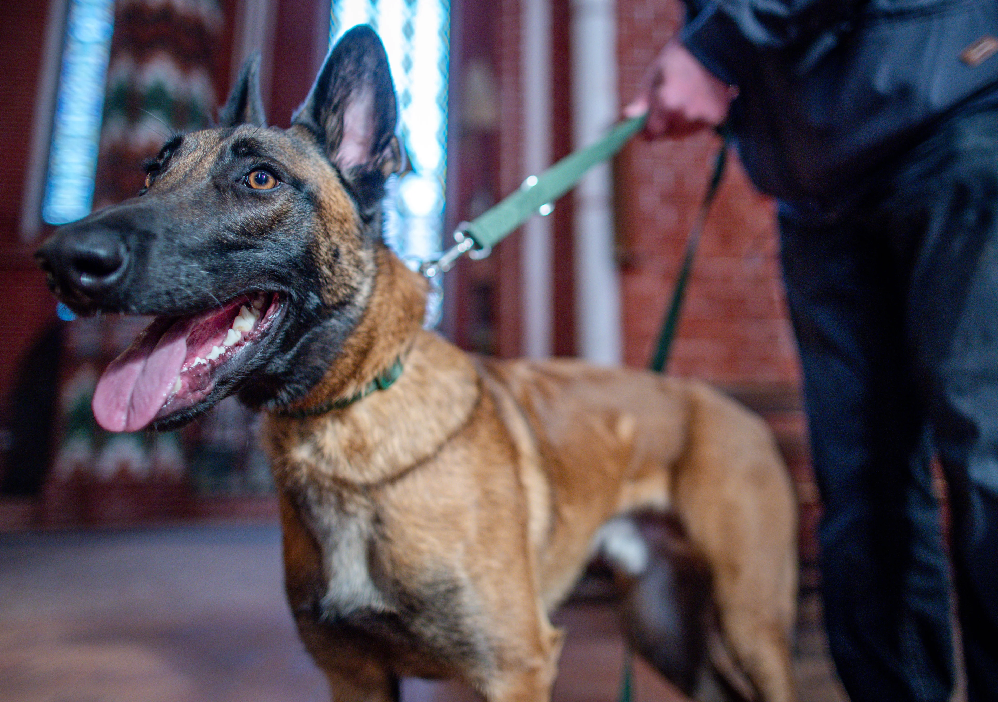 Politiehond keert zich tegen arrestatieteam in Dalfsen: agent trekt dienstwapen