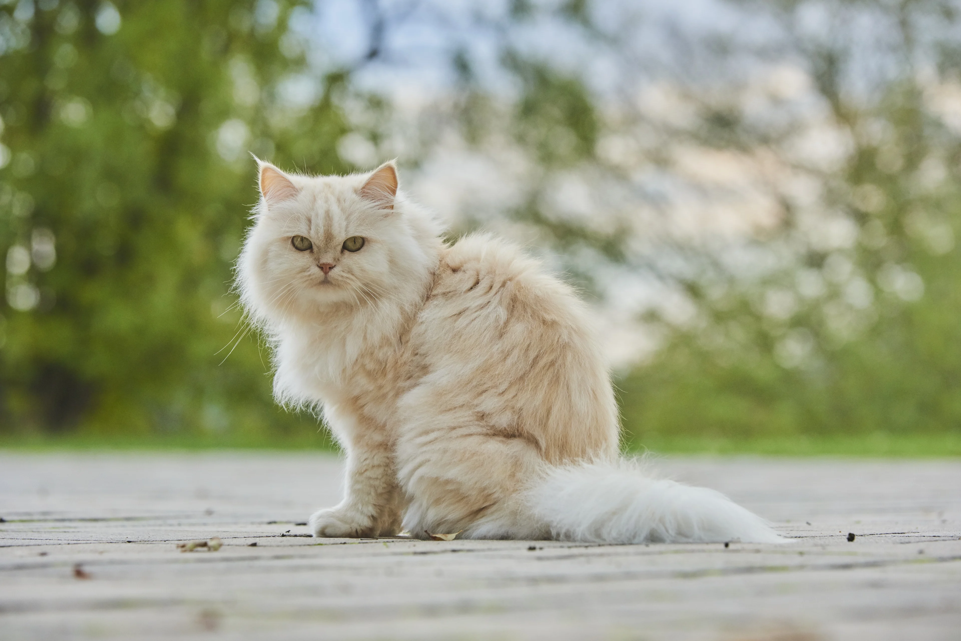 Dierenbeul actief in Lelystad? Zoveelste overleden kat gevonden in het water