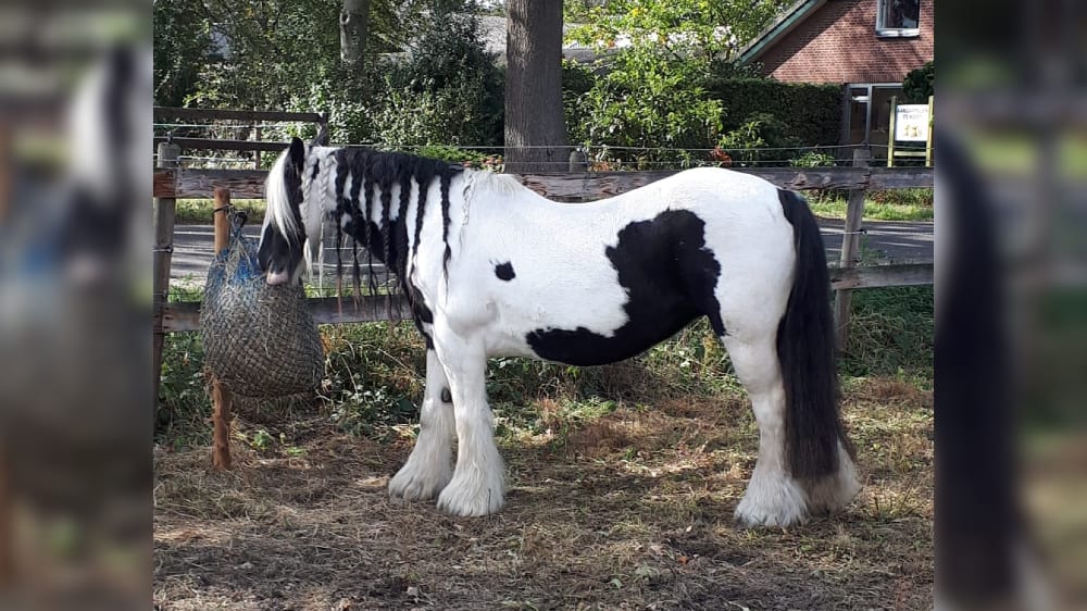 Bejaarde merrie meerdere keren in geslachtsdeel gesneden: 'Je moet een zieke geest hebben om dit te doen'