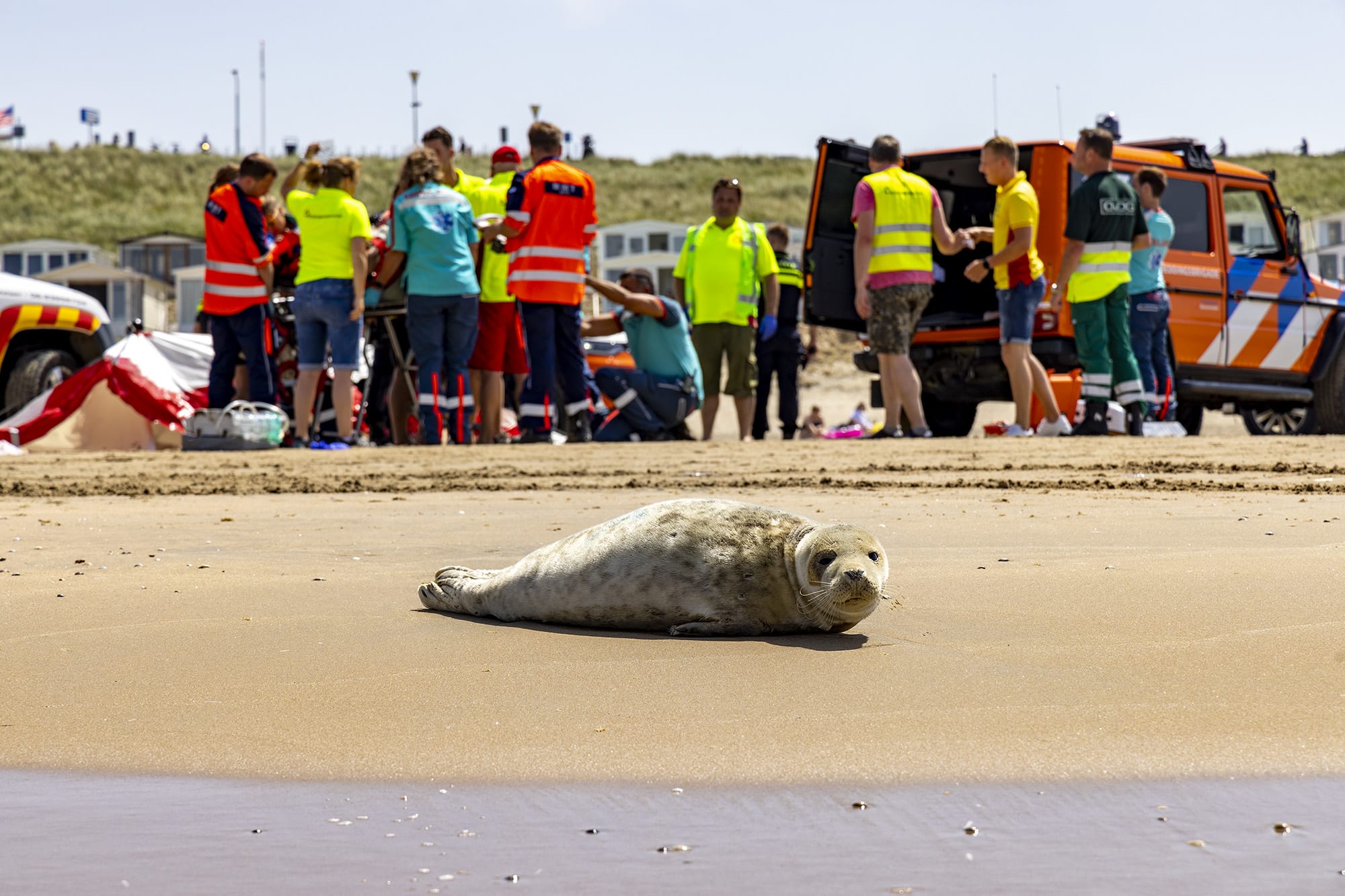 Vrouw fotografeert zeehond op strand, wordt overreden door dierenambulance