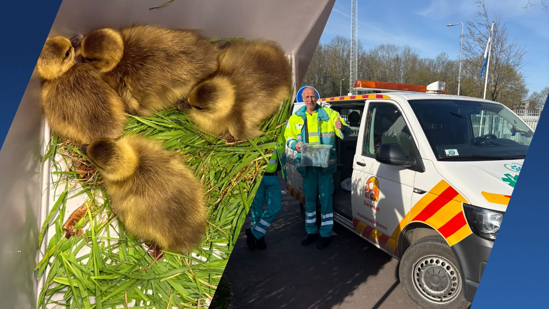Vier kuikens zorgen voor opvallend tafereel op A27