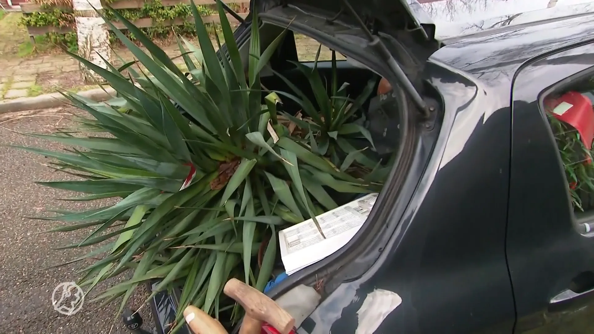 Wat doe je met die boom? Struikroofactie in sloopwijk Ede groot succes