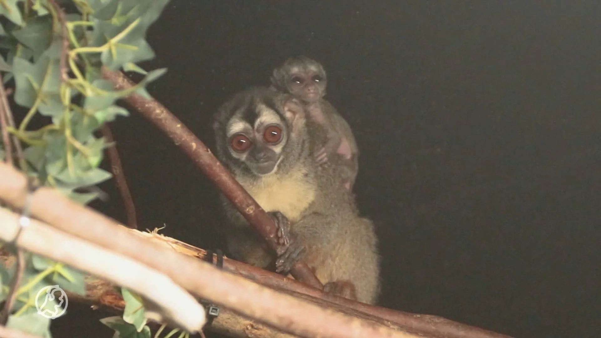 Beschuit met muisjes! Nachtaapje geboren in DierenPark Amersfoort