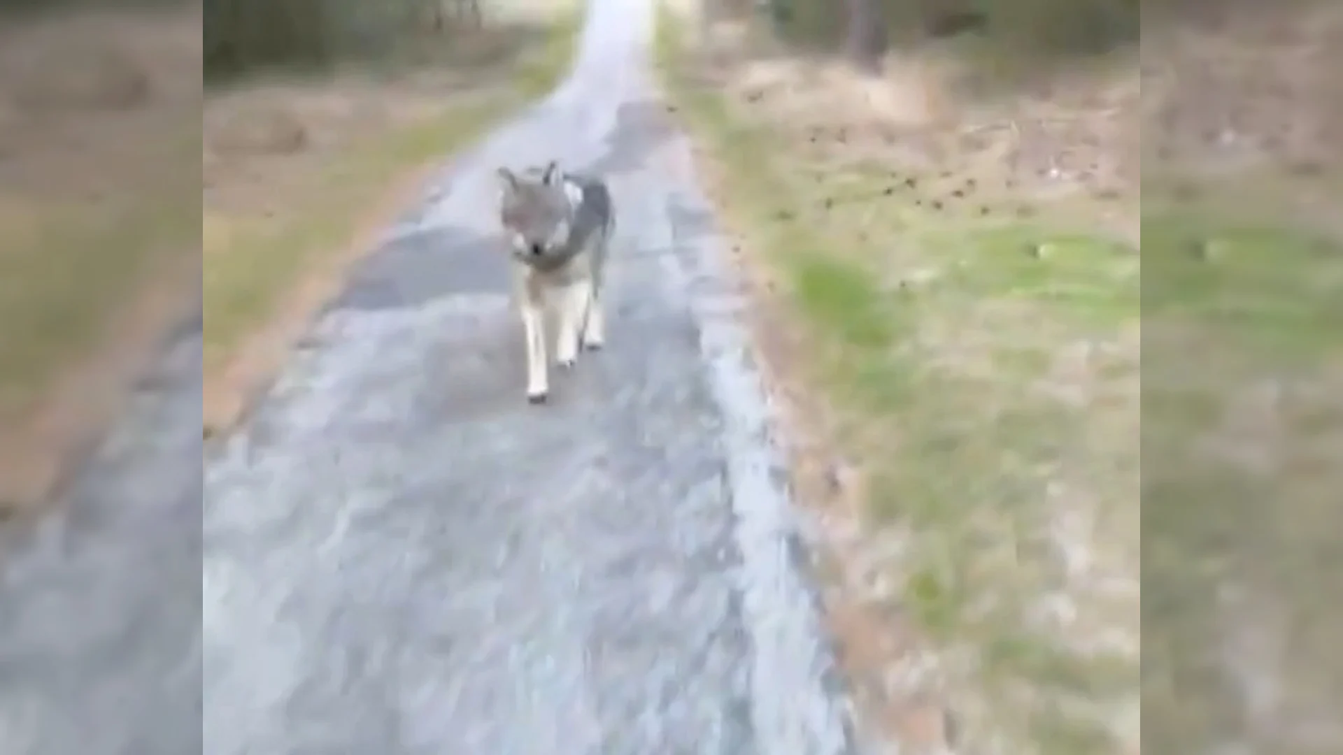 VIDEO: Wolf, hond of wolfhond? Mensen verdeeld over rennende viervoeter op social media